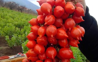 Piennolo tomatoes from Mount Vesuvius National Park