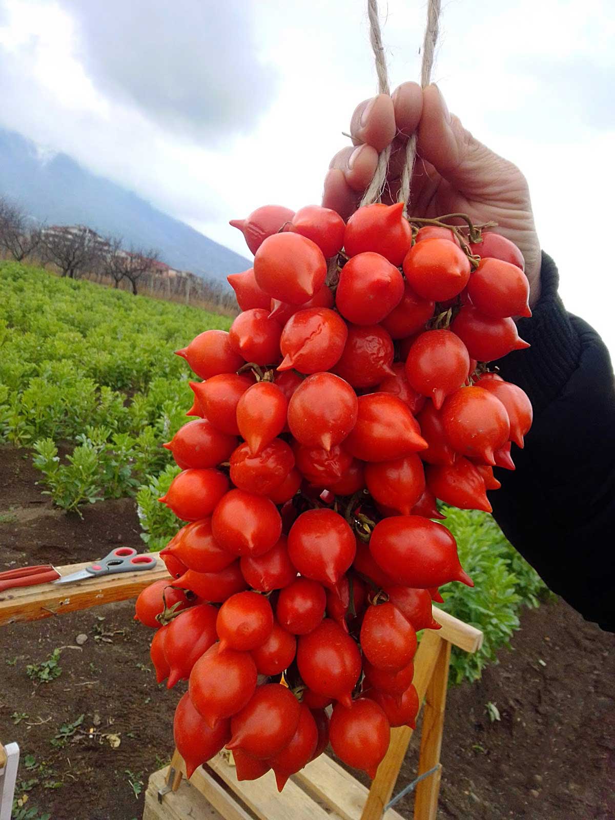 Piennolo tomatoes from Mount Vesuvius National Park