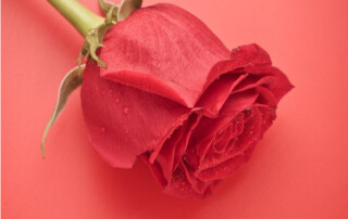 Valentine's Day at Zooma